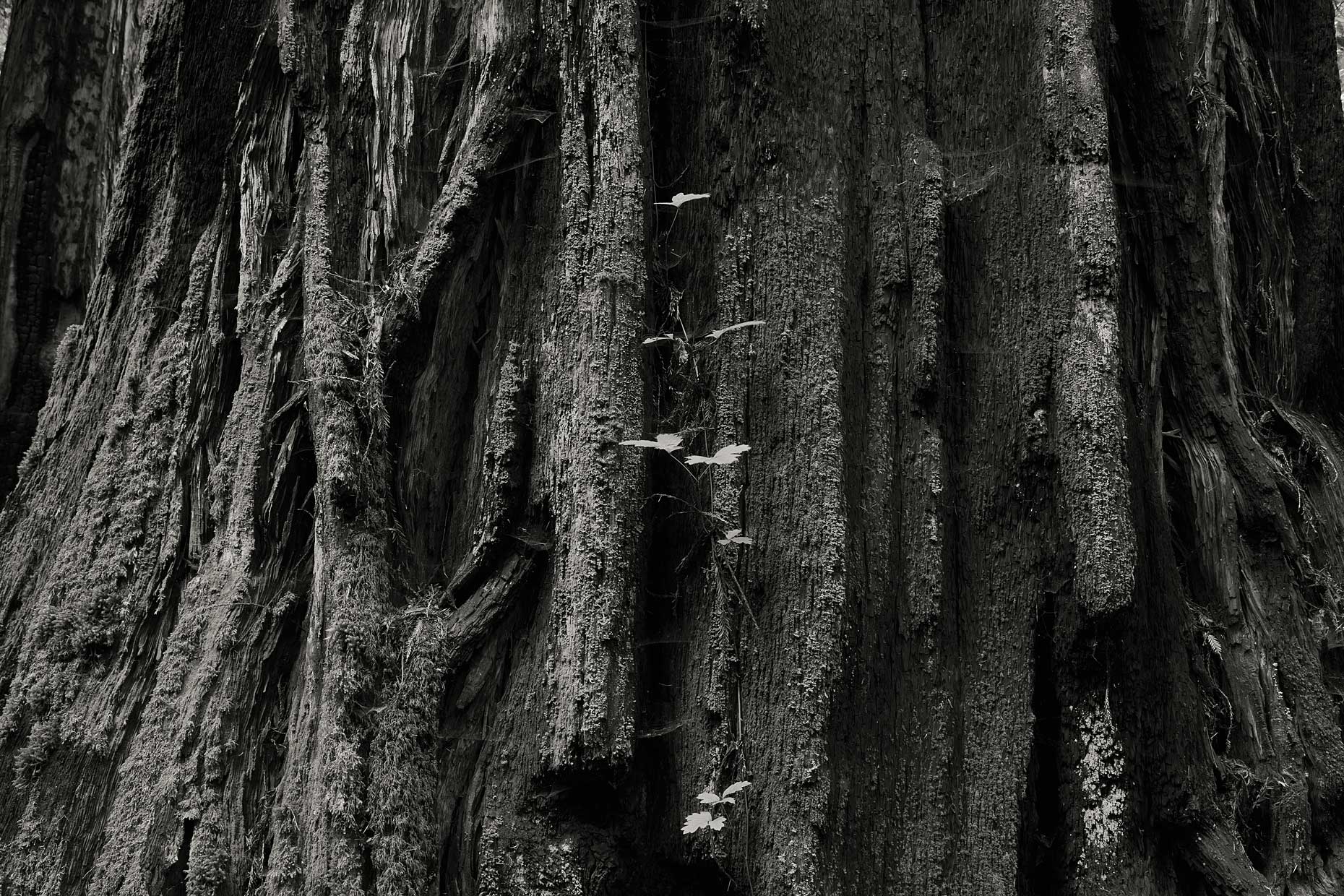 Jason Homa Fine Art Photography, California 5