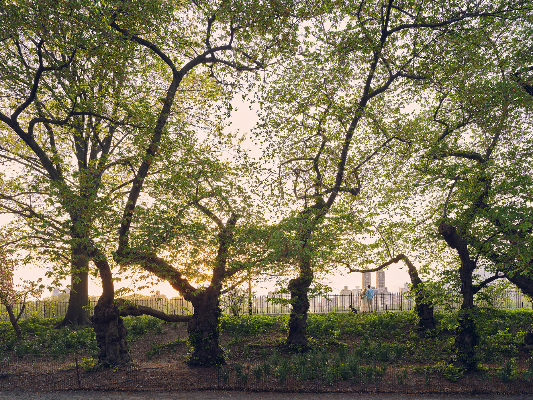 Spring Trees, Central Park